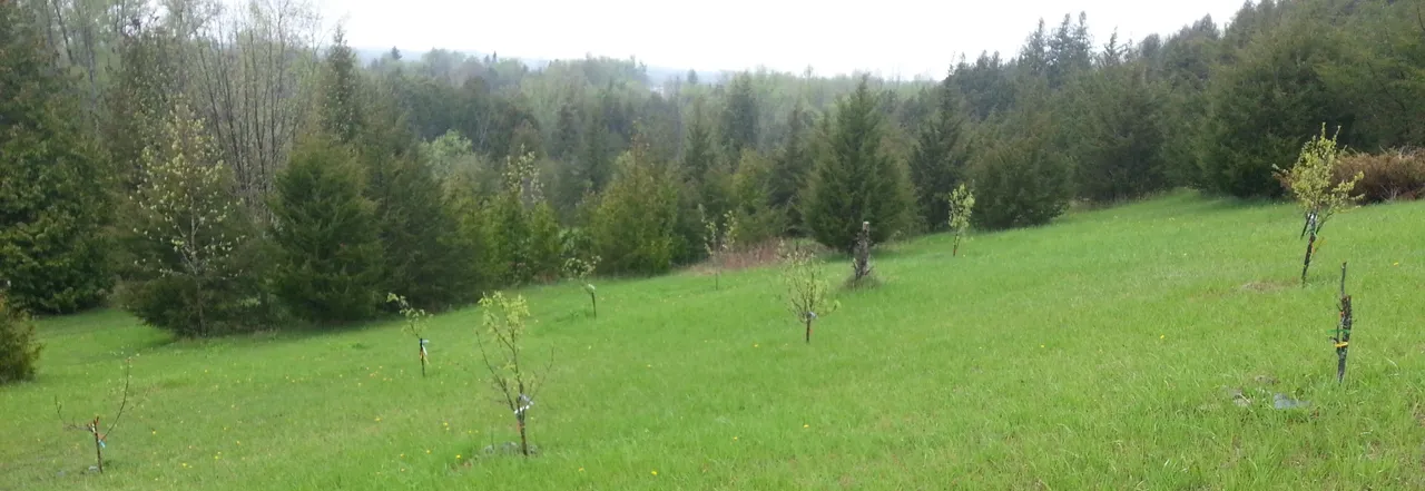 orchard.jpg