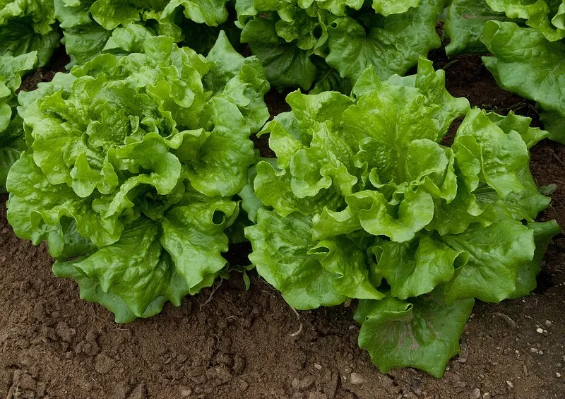 lettuce.jpg