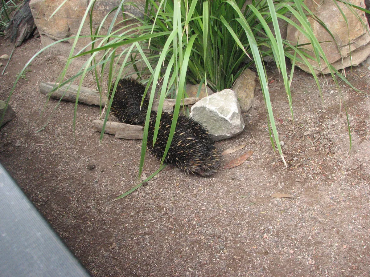 echidna.JPG