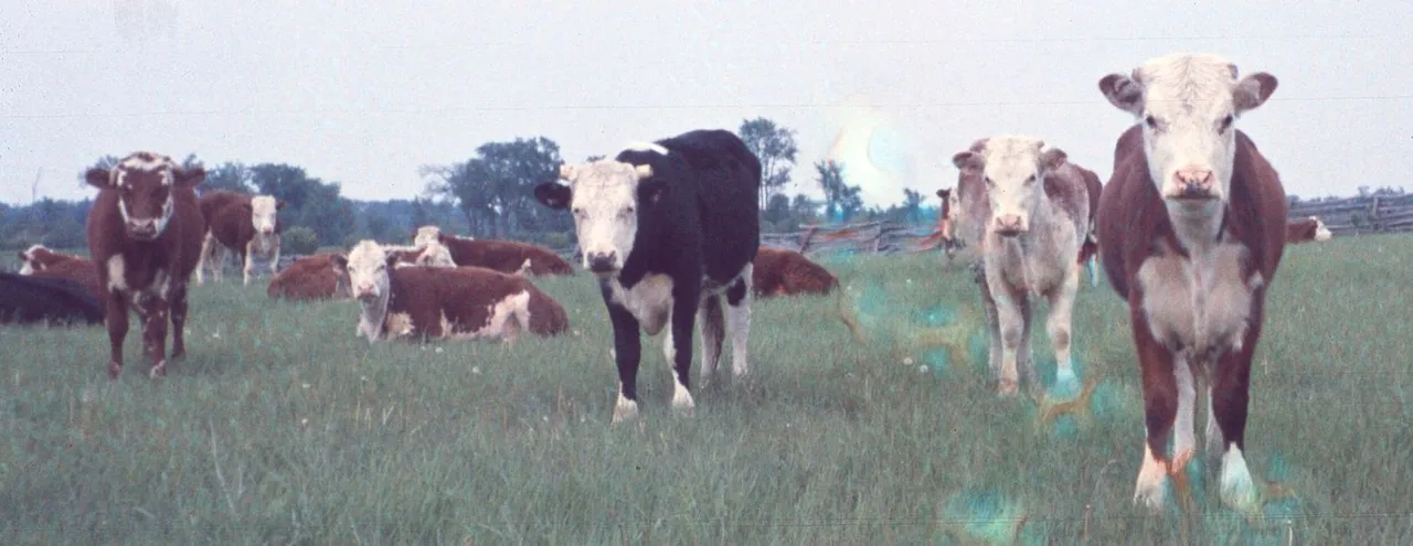 cattle2.jpg