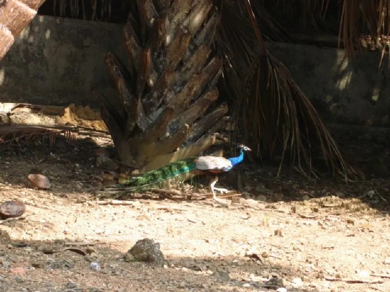 peacock.jpg