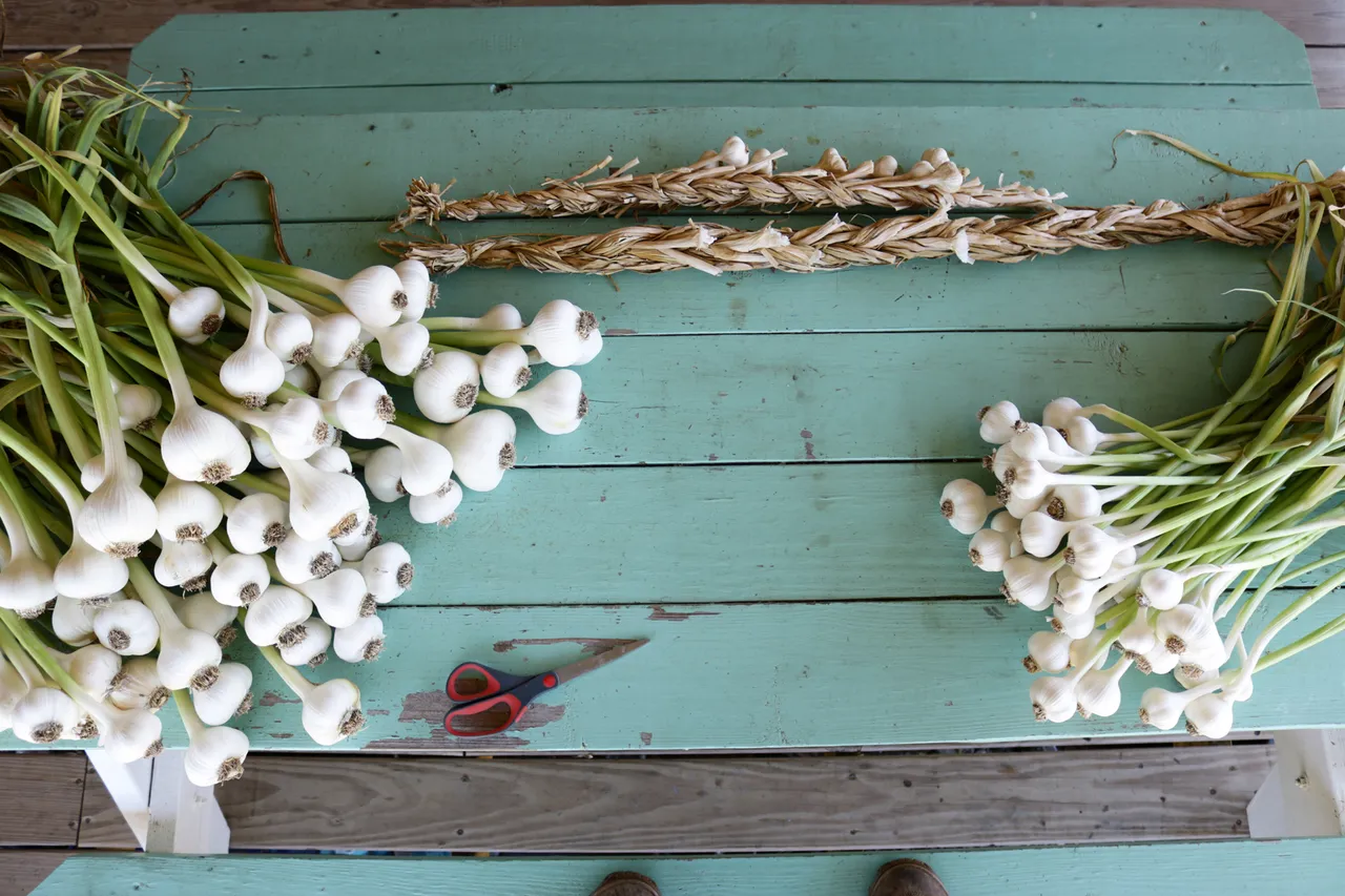 garlic1.jpg