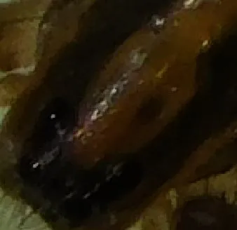 Capture.JPG