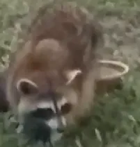 Raccoon.PNG