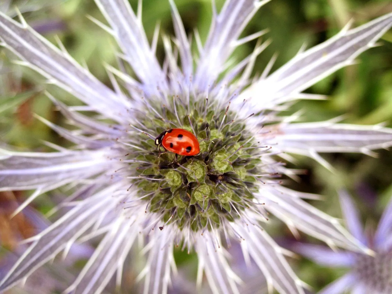 ladybug.jpg