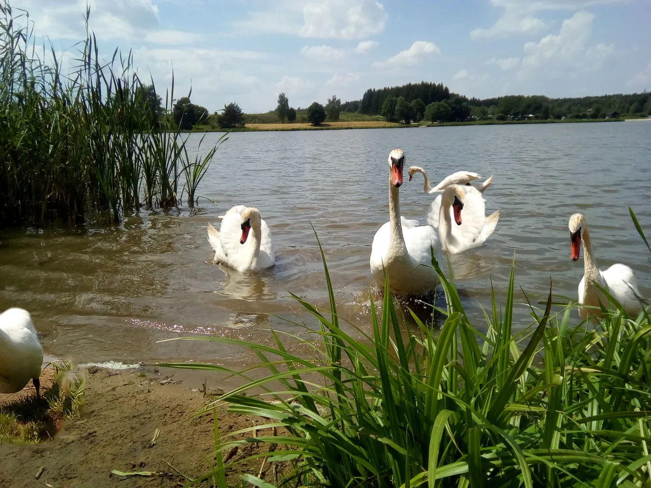 schwan1.jpg