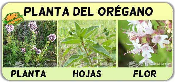 oregano.jpg