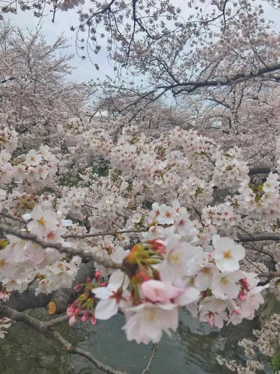 sakura3.jpg