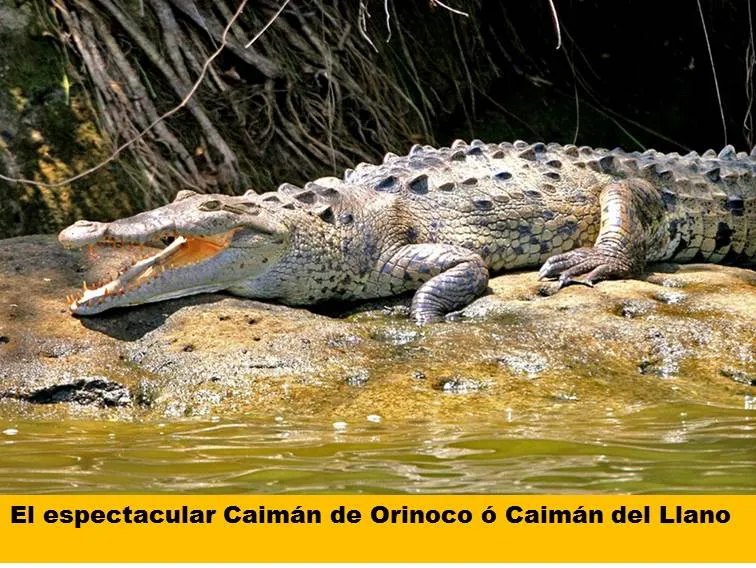 caiman1.jpg