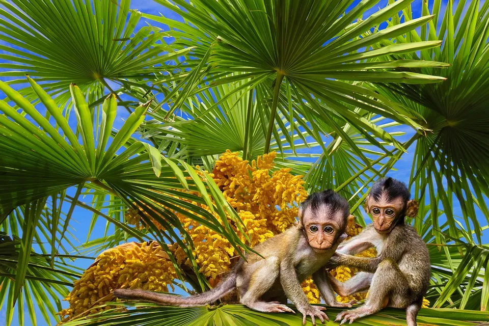 monkey2.jpg