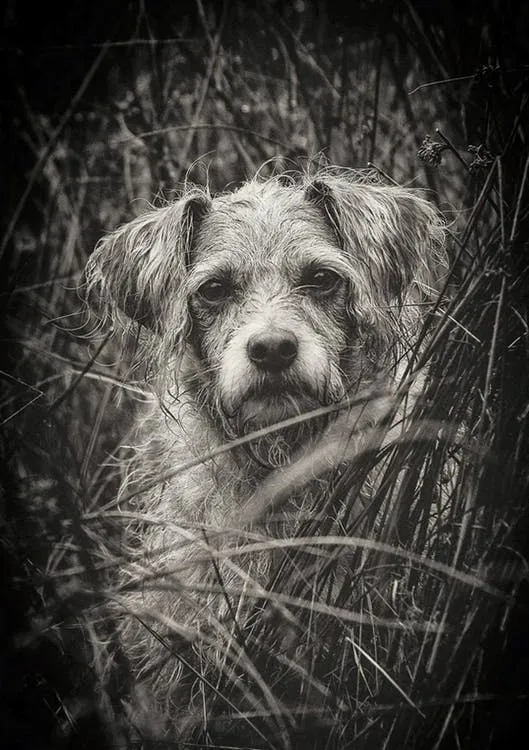 olddog.jpeg