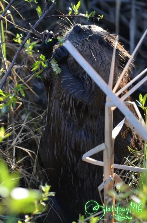 beaver5.jpg