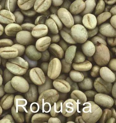 ROBUSTA.jpg