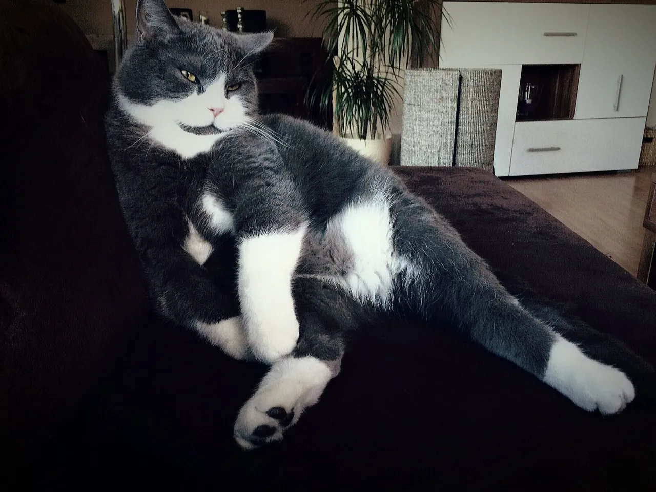 moodcat.jpg