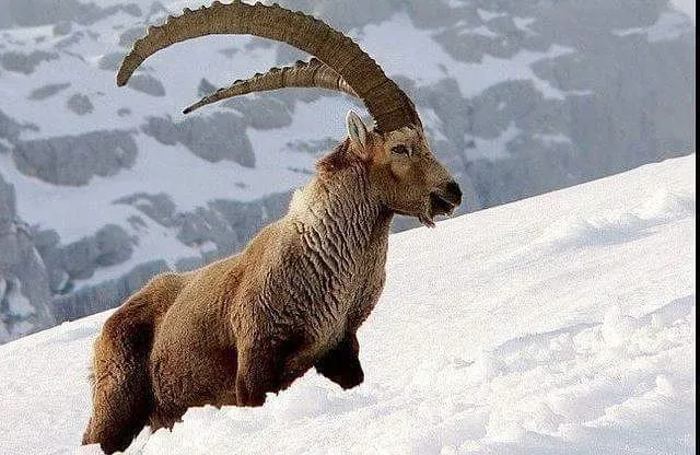 markhor.jpg