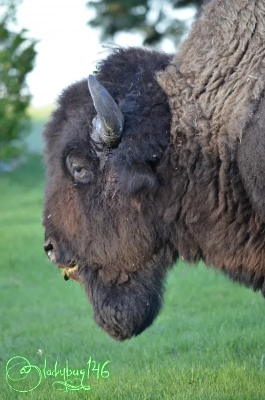bison15.jpg