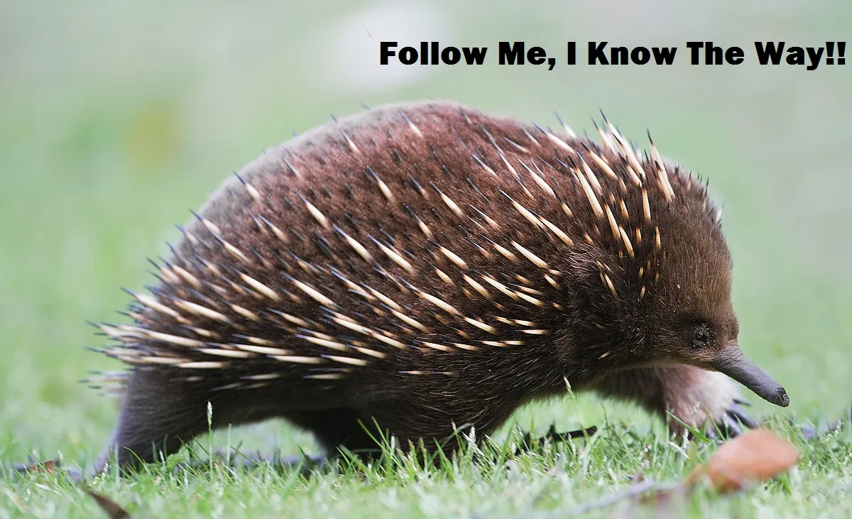 echidna.jpg