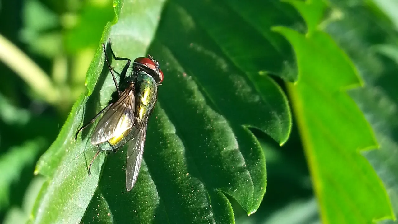 Fly 2.jpg