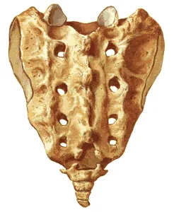 sacrum4.png