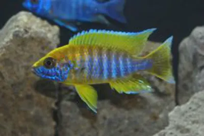 cichlid.png