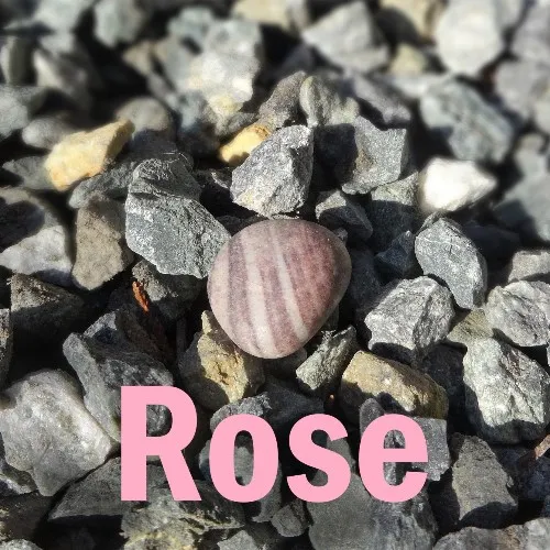 Rose.sm.jpg