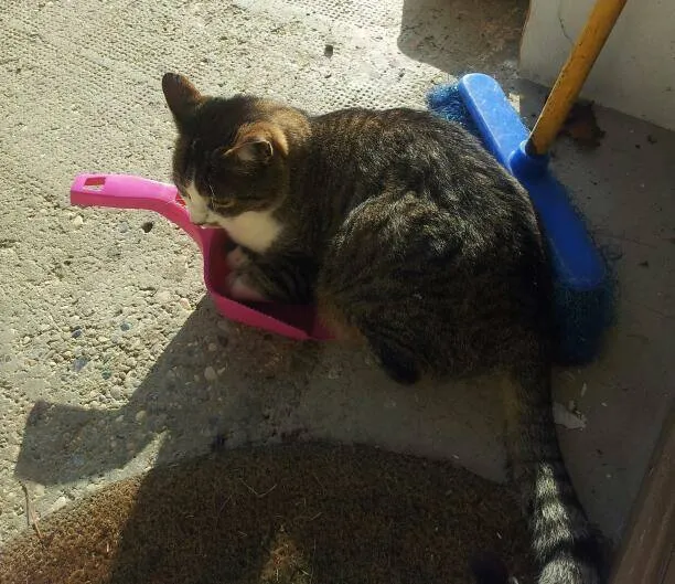 20.cats.jpg