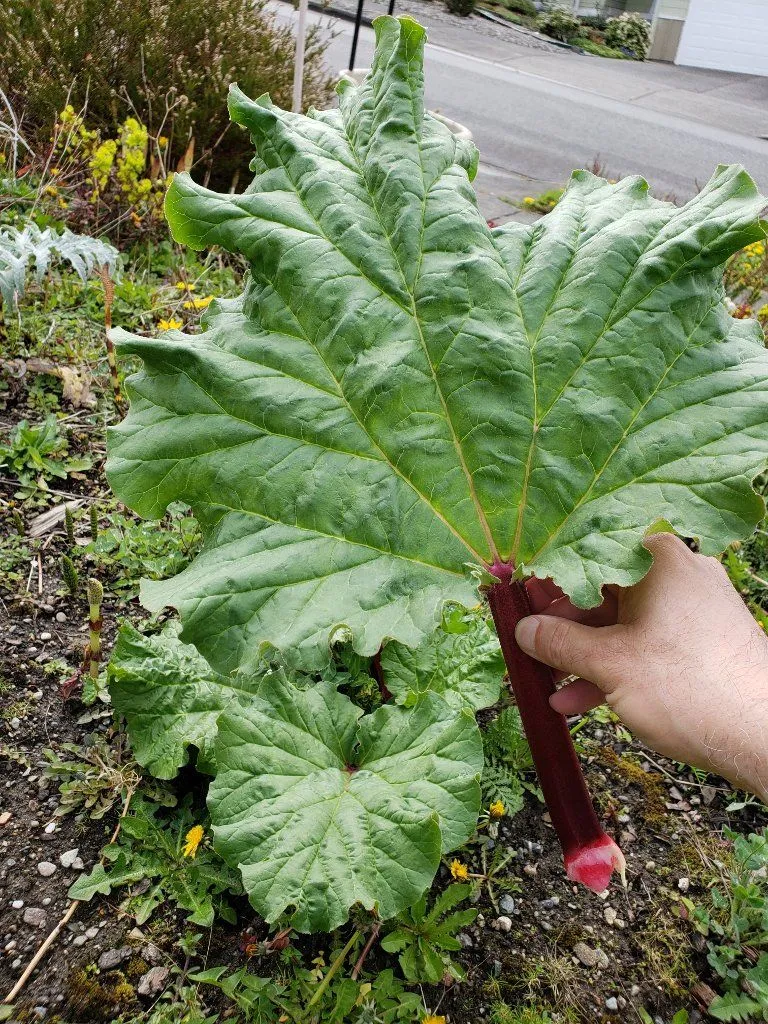 rhubarb.jpg