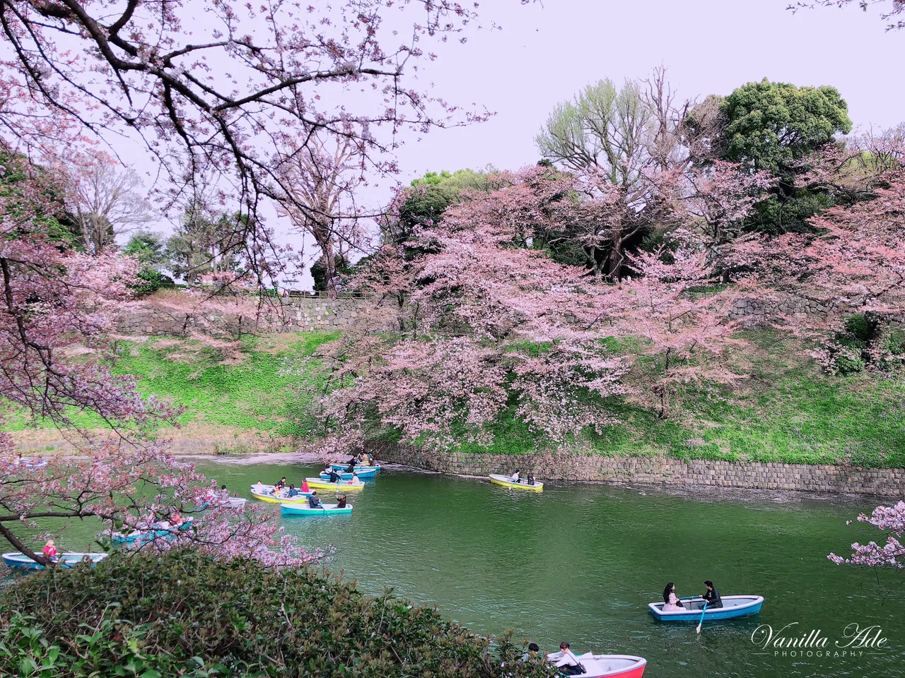 flowers.jpg