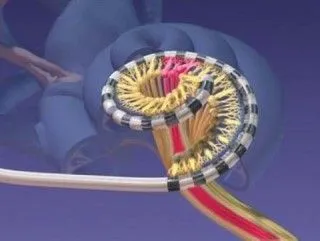 cochlea.jpg