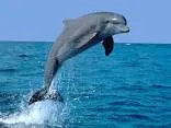 dolphin.png
