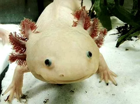 Axolot_.png