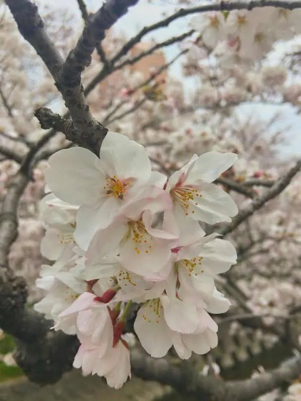 sakura2.jpg