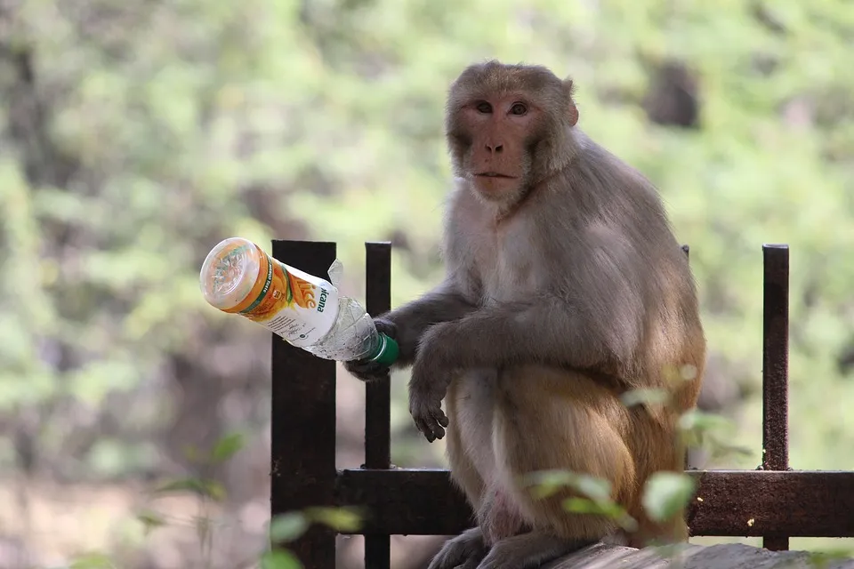 monkey1.jpg