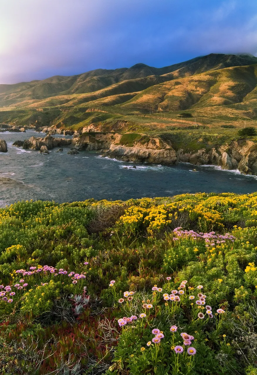 Big Sur Bloom