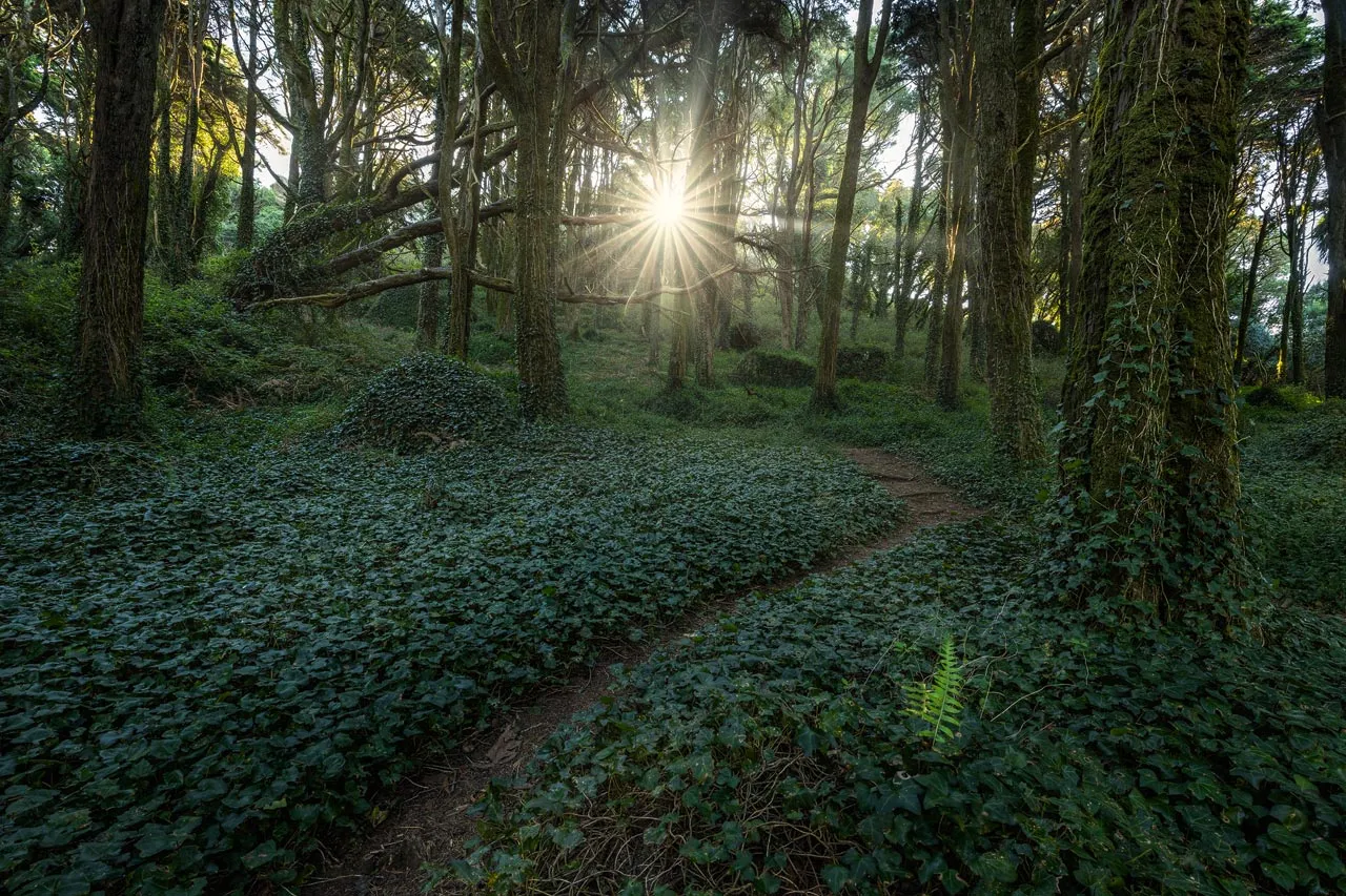 Photographing Fairy Forest Sintra