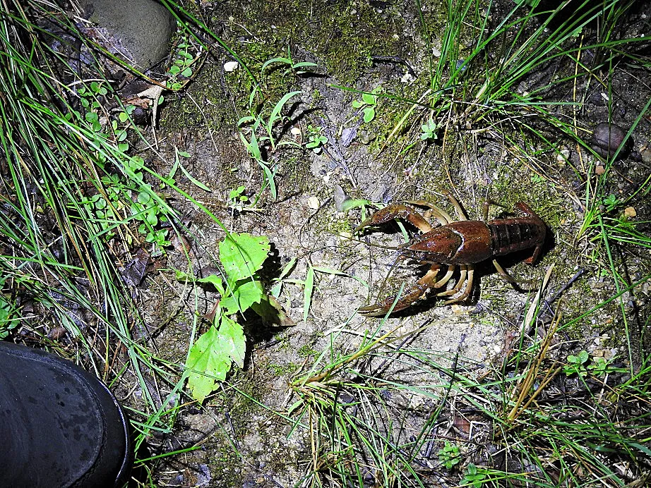 The Crayfish and the Bear