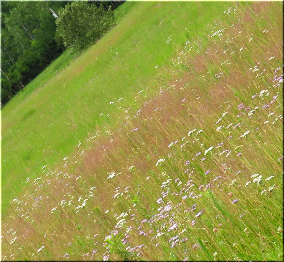 horizontal view wildflowers with pink of delicate grass heads white of yarrow and purple of  fleabane.JPG