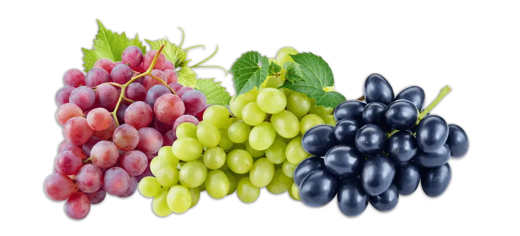 grapes-fruits-png-transparent-images-clipart-icons-pngriver-download-free-Cape-page_strip-1-1024x465.png