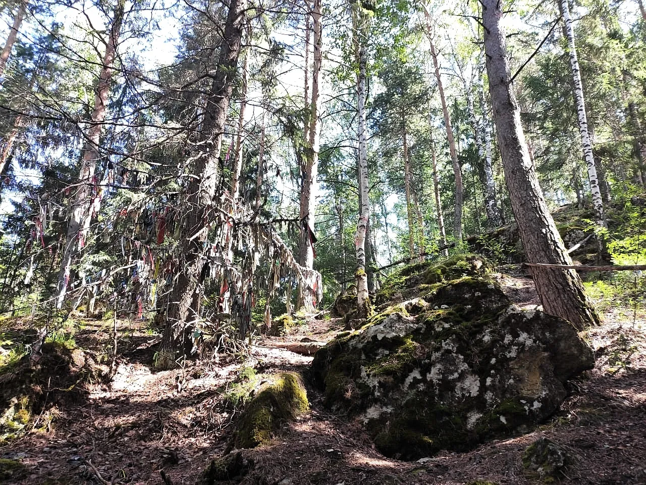 A nice forest view