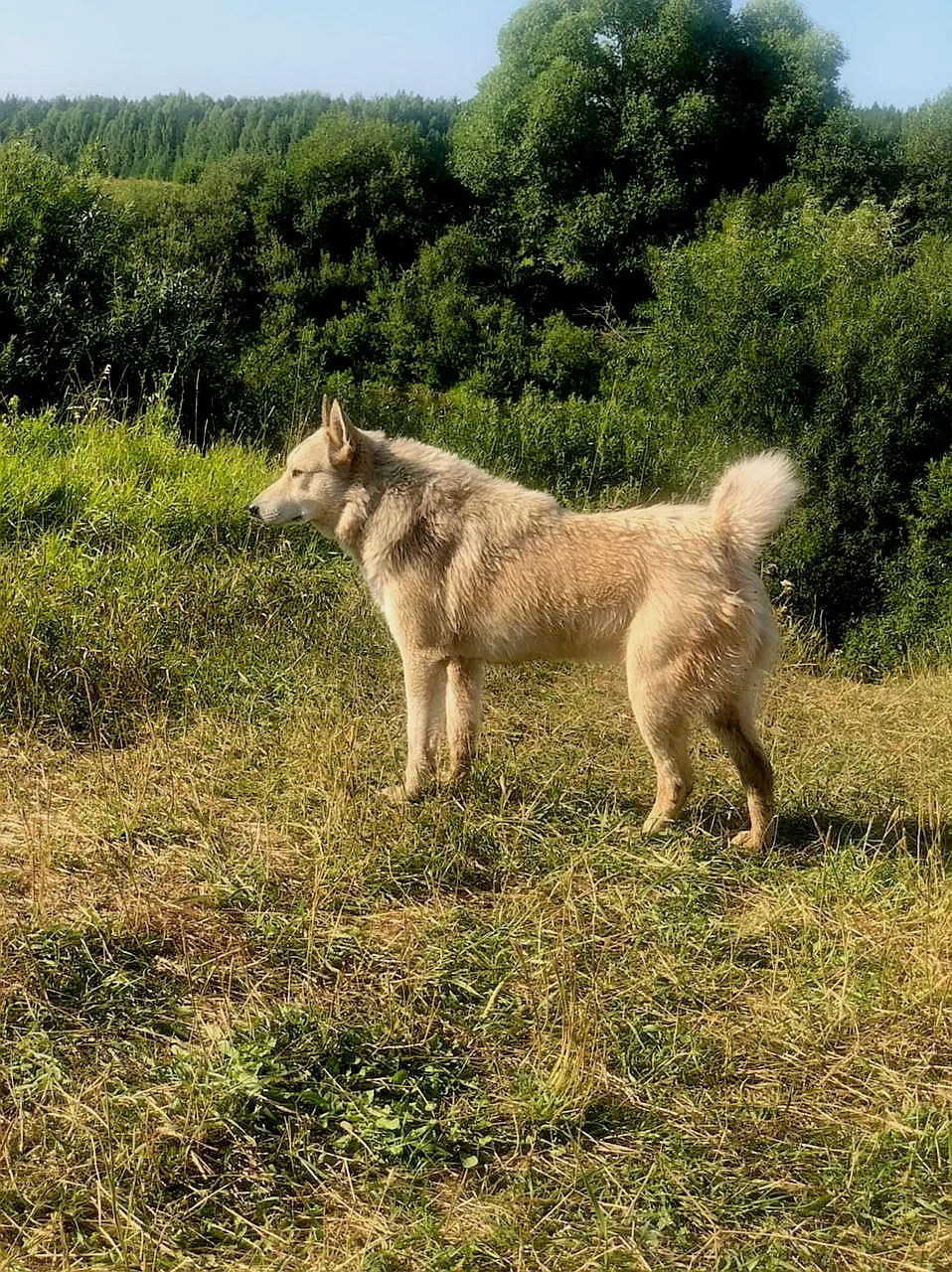 A dog