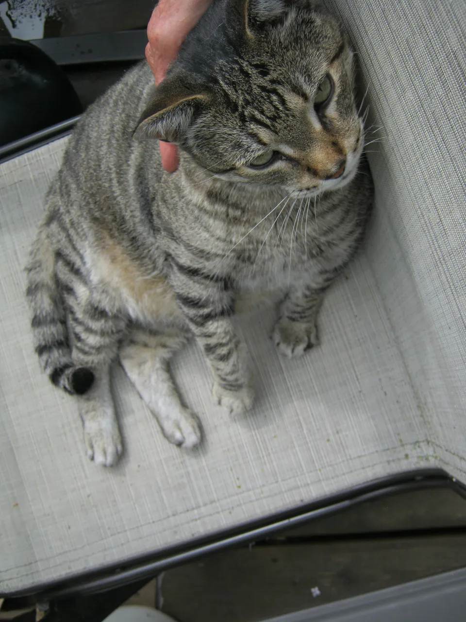 JJ contented getting scratches on the chair.JPG