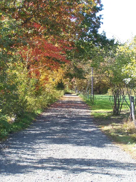 Driveway in mid afternoon crop October 2019.jpg