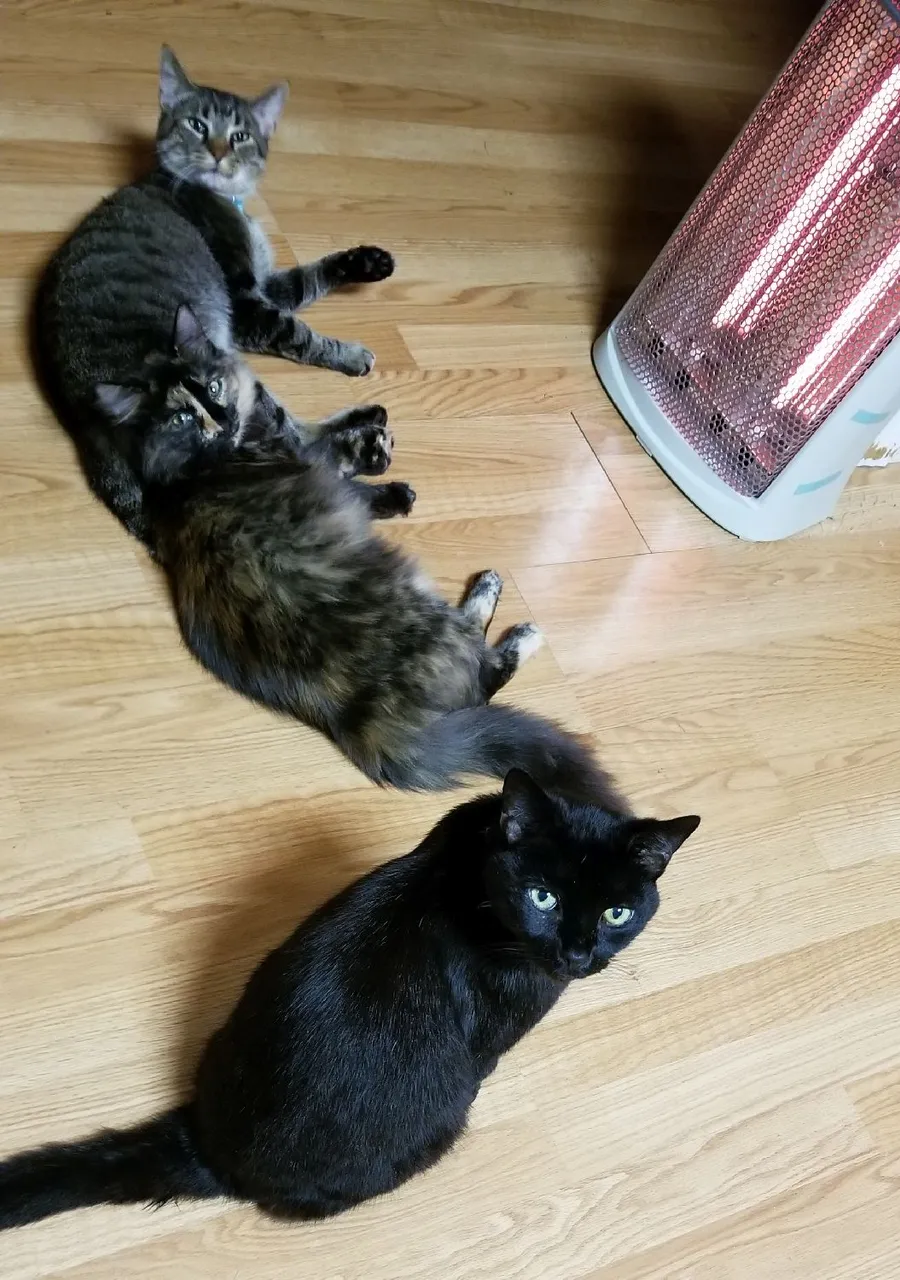 20190110_232646 - Kitties enjoying the heater.jpg