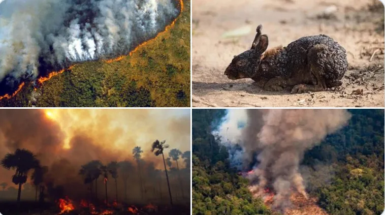 arde-amazonas-pulmon-mundo-quema-no-hacen-nada-salvarlo.png