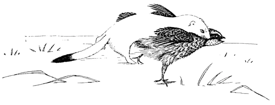 weasel attacking quail Popular Science Monthly Volume 5 1899 public.jpg