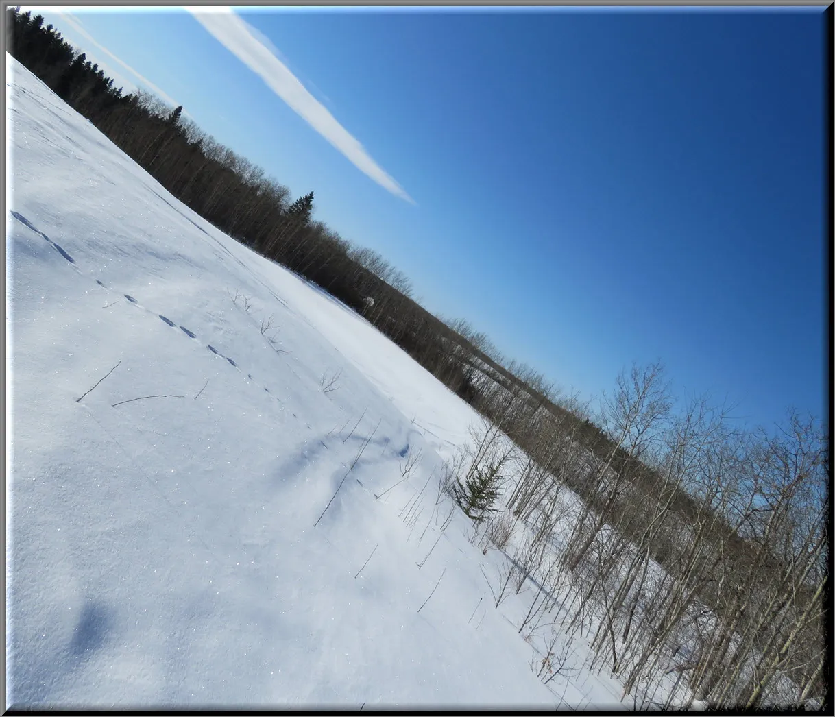 sweeping snow between poplars and spruce on horizon horizontal view.JPG