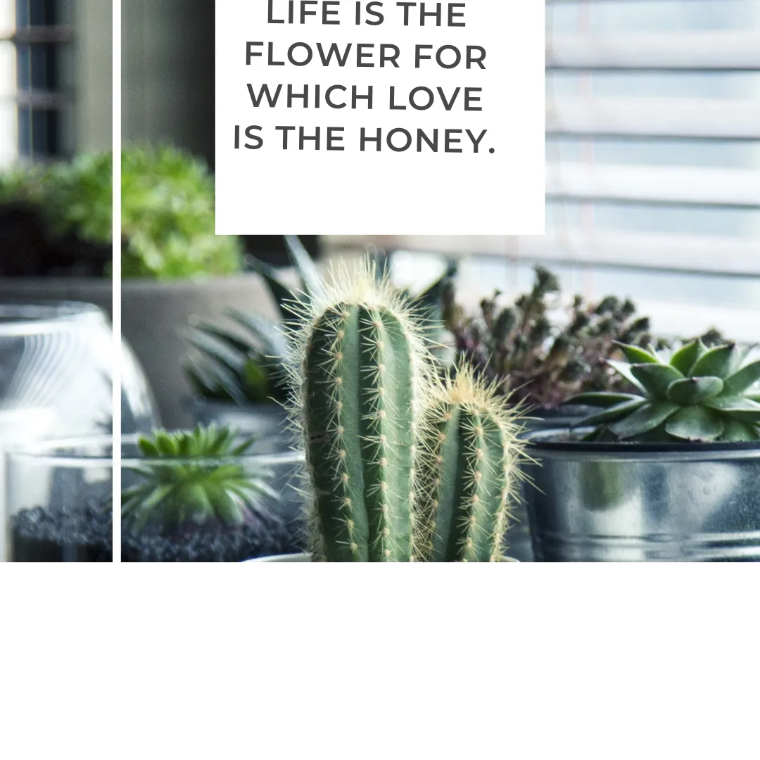 Green Grey Succulent Cactus Quote Instagram Post.png