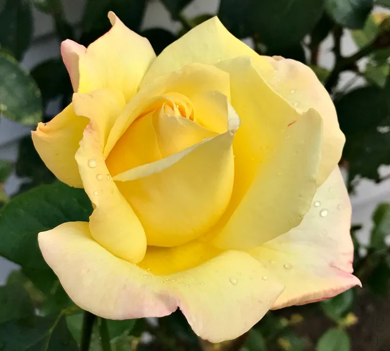 colorchallenge wednesdayyellow photography rose 3 .jpg