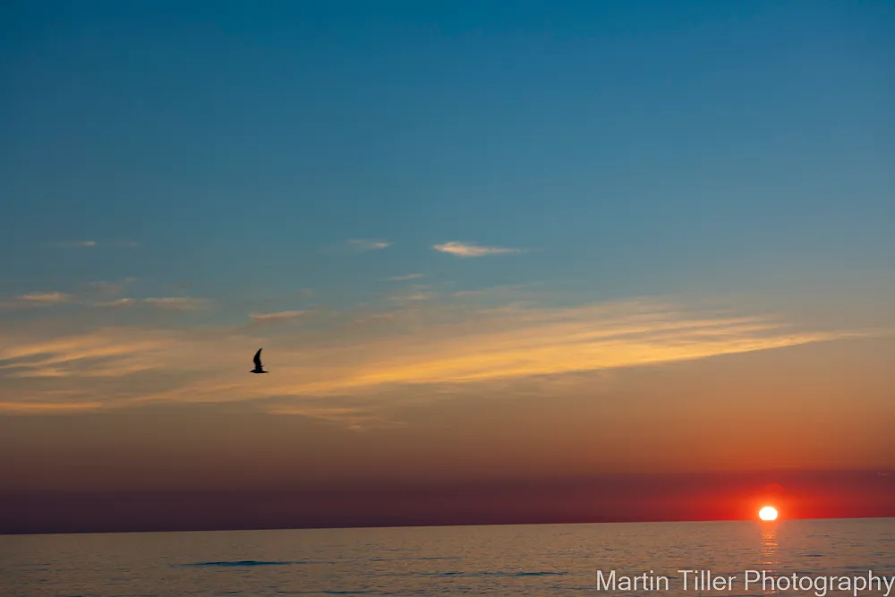 OBX Sunrise and bird June 30 2022 (1 of 1).jpg