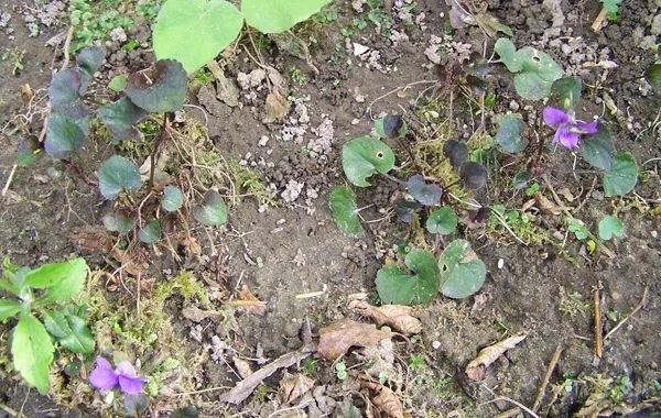 New North - Newfoundland violet crop May 2015.jpg